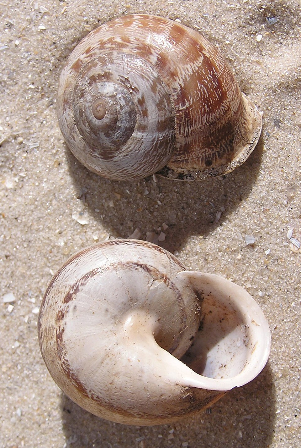 Photo of Chocolate-band snail
