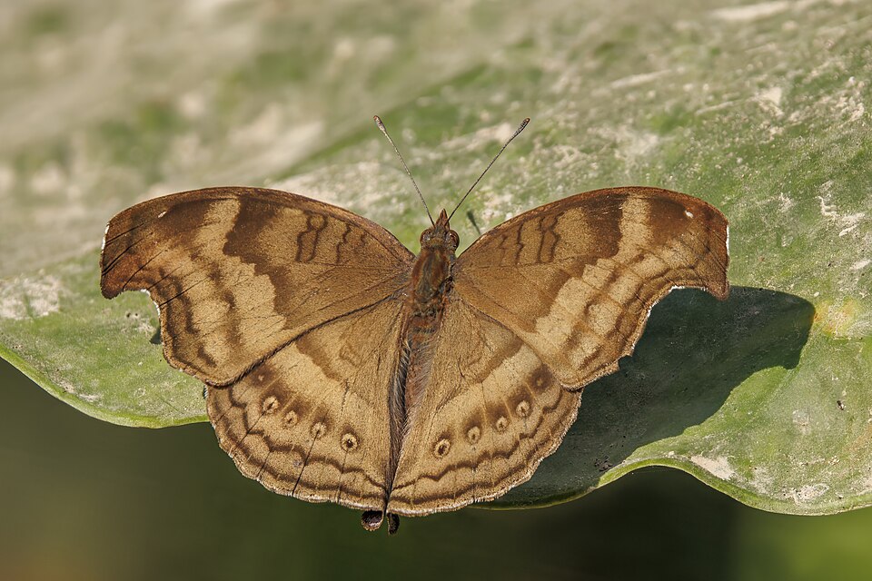 Photo of Chocolate pansy