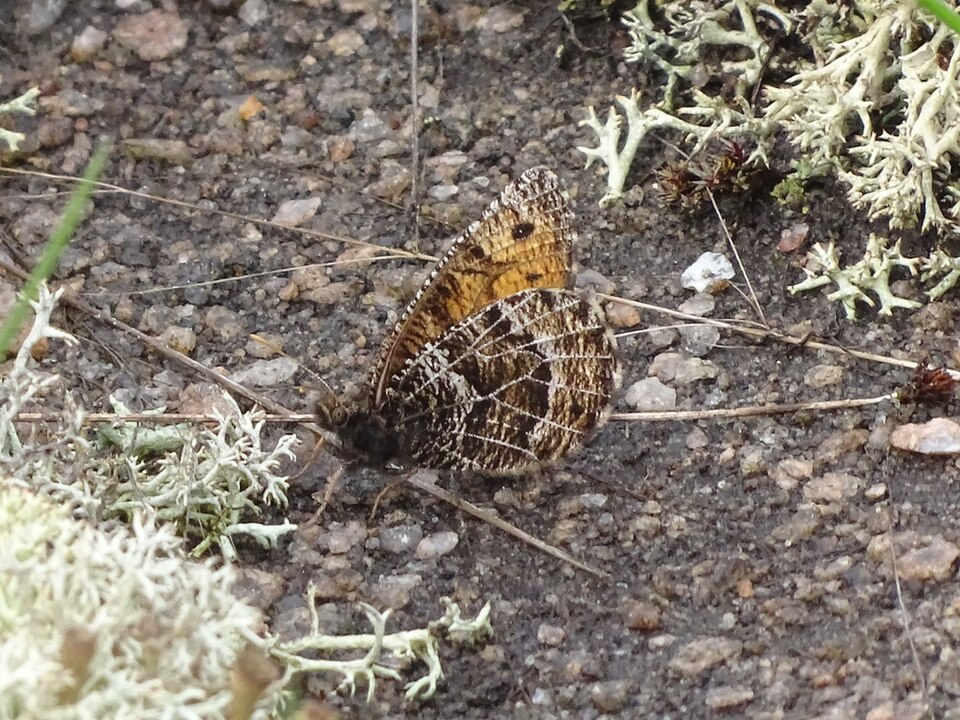 Photo of Chryxus arctic