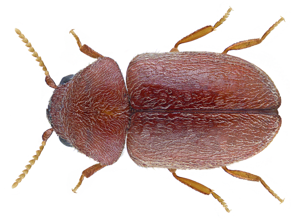 Photo of Cigarette beetle