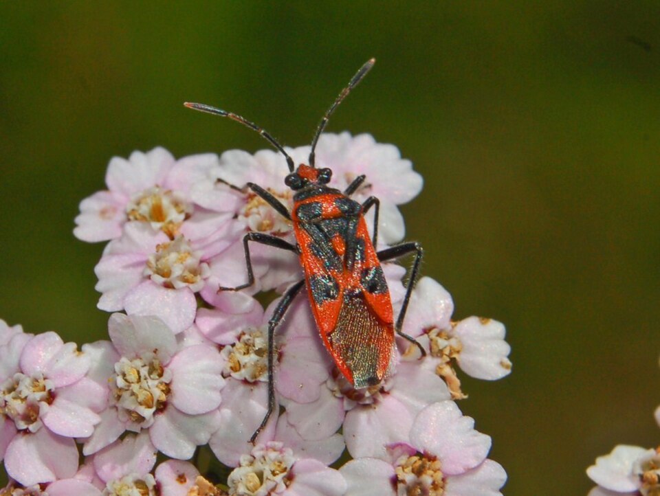 Photo of Cinnamon bug