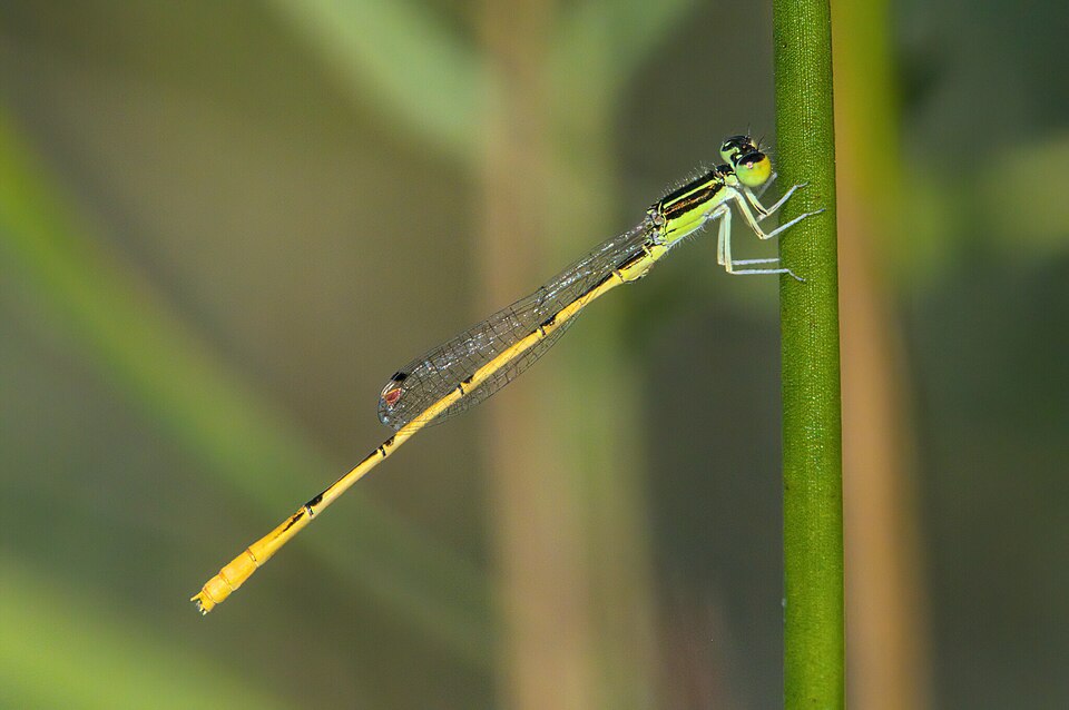 Photo of Citrine forktail