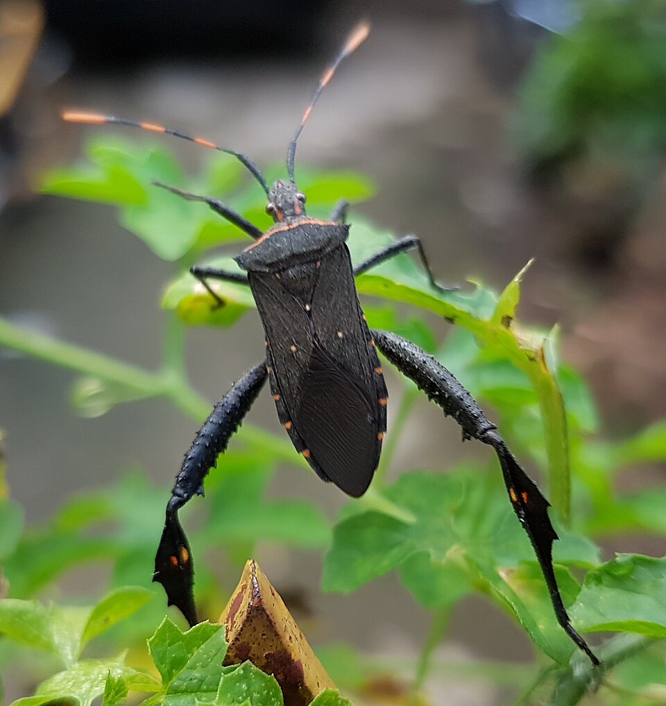 Photo of Citron bug