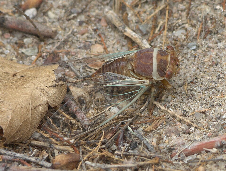 Photo of Citrus cicada