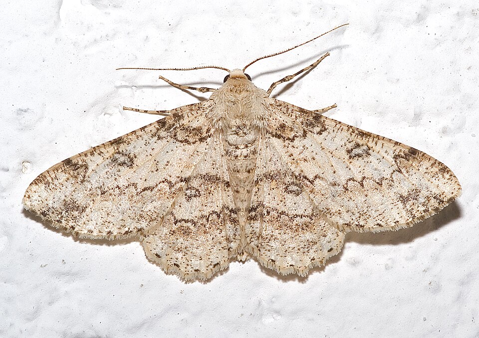 Photo of Citrus looper