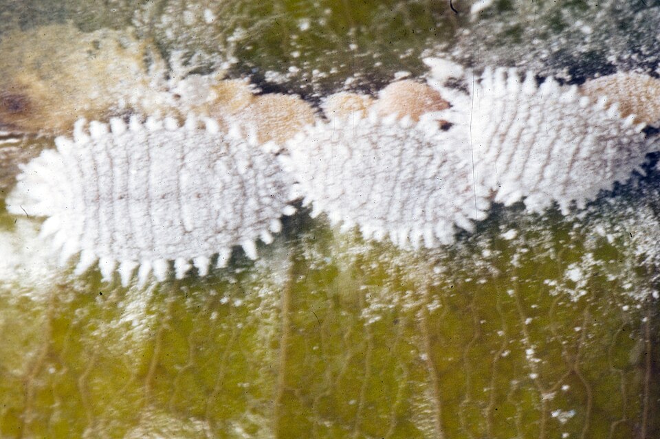 Photo of Citrus mealybug
