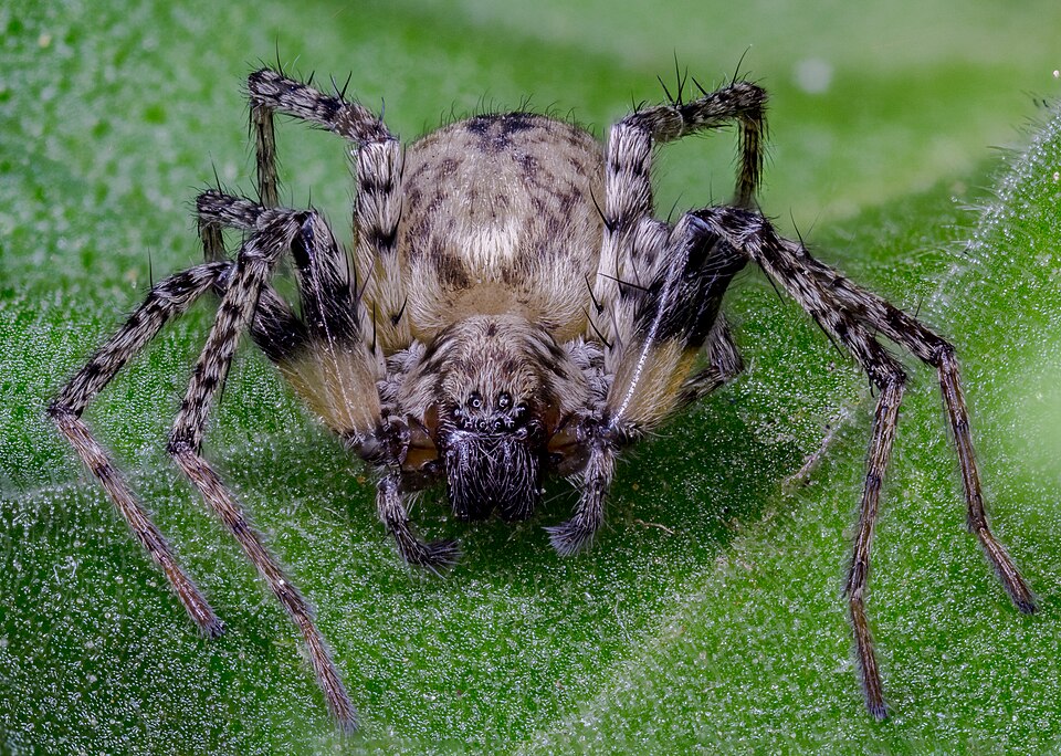 Photo of Civic meshweaver