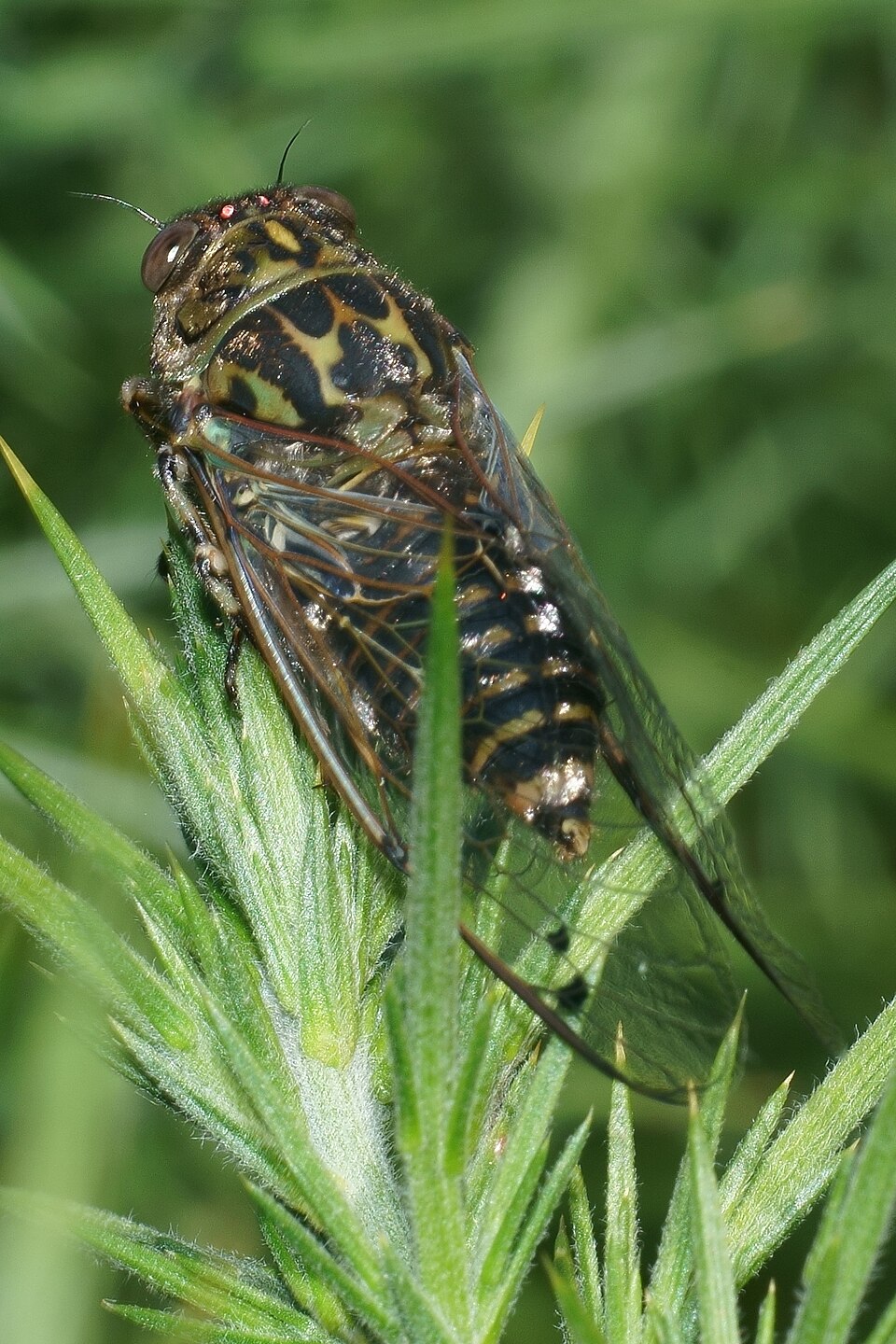 Photo of Clapping cicada