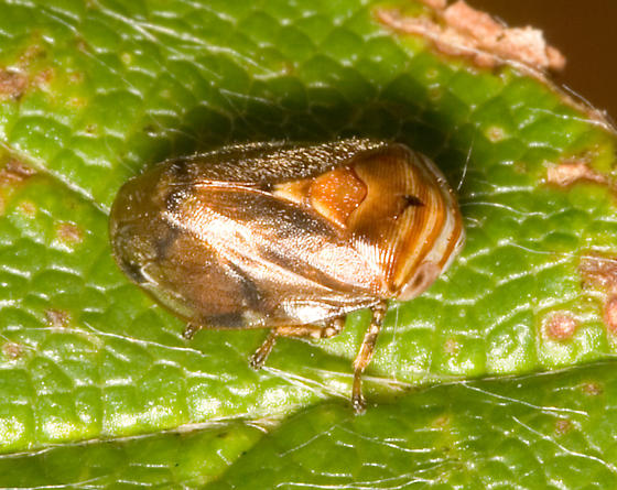 Photo of Alder spittlebug