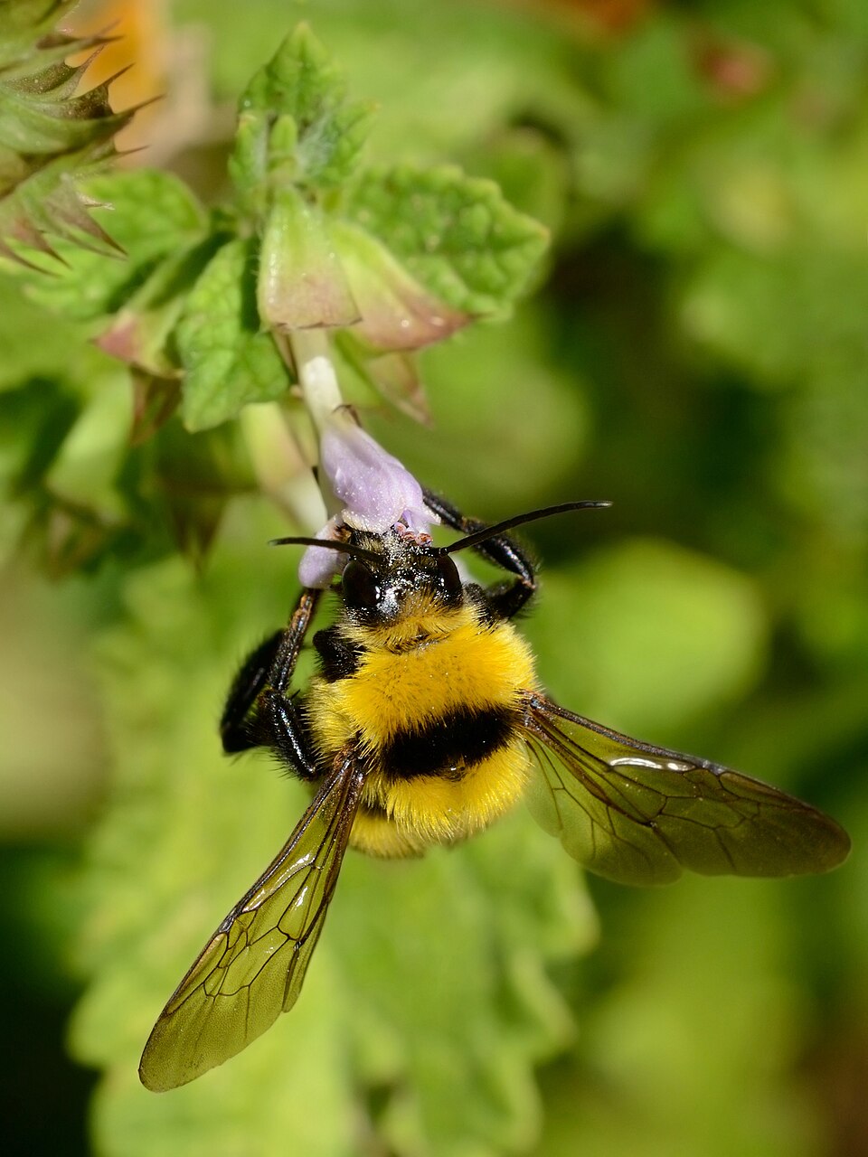Photo of Clay bumble bee