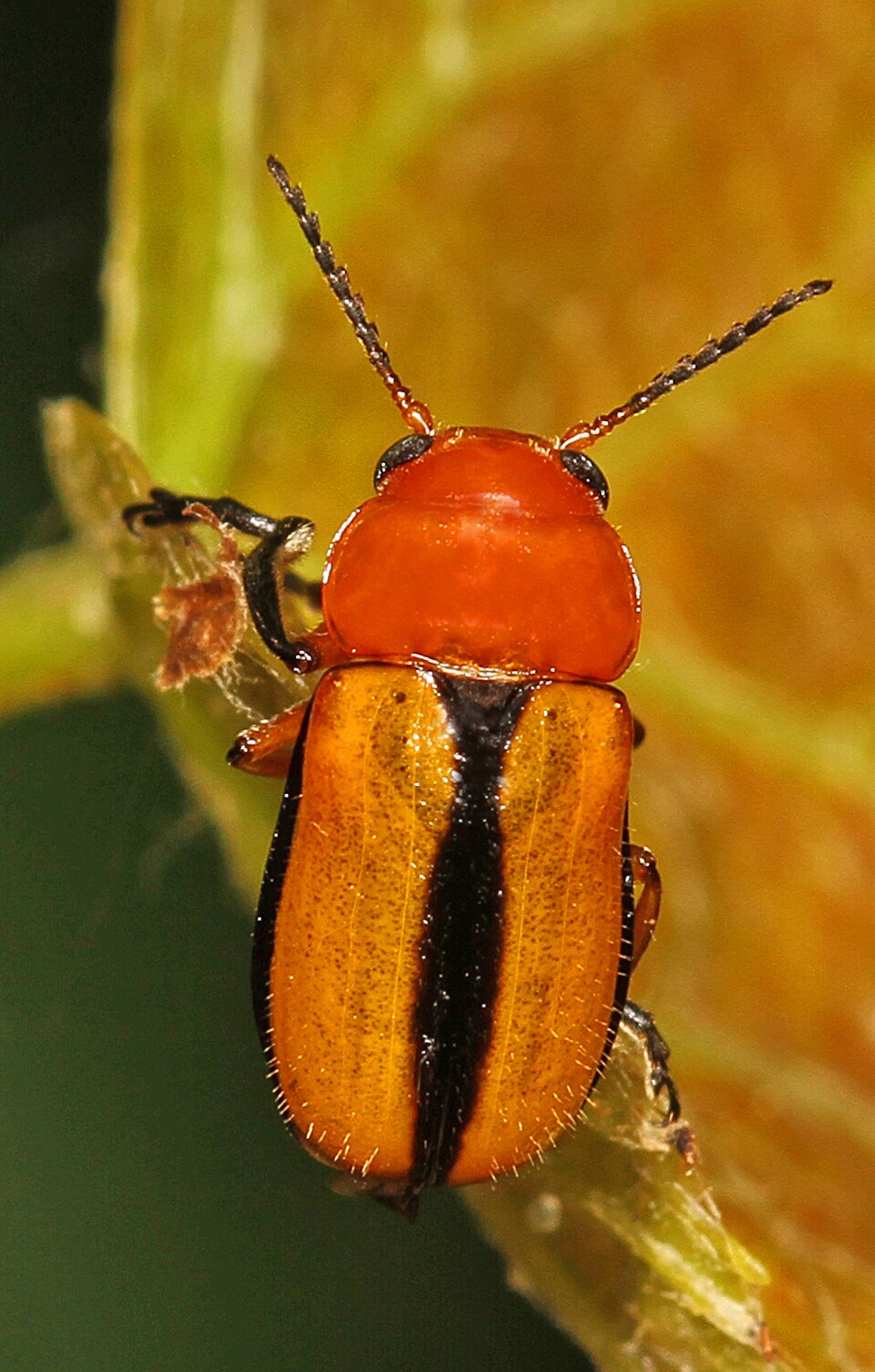 Photo of Clay-colored leaf beetle