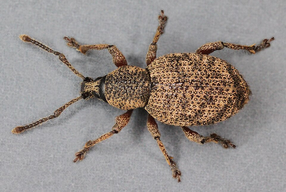 Photo of Clay-coloured weevil