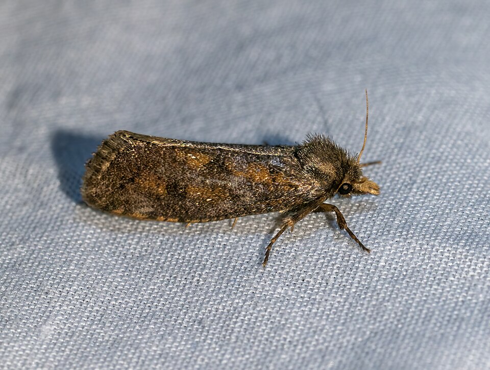 Photo of Clemens' grass tubeworm moth