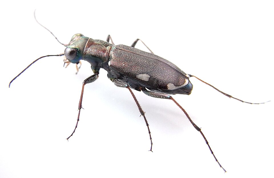 Photo of Cliff tiger beetle