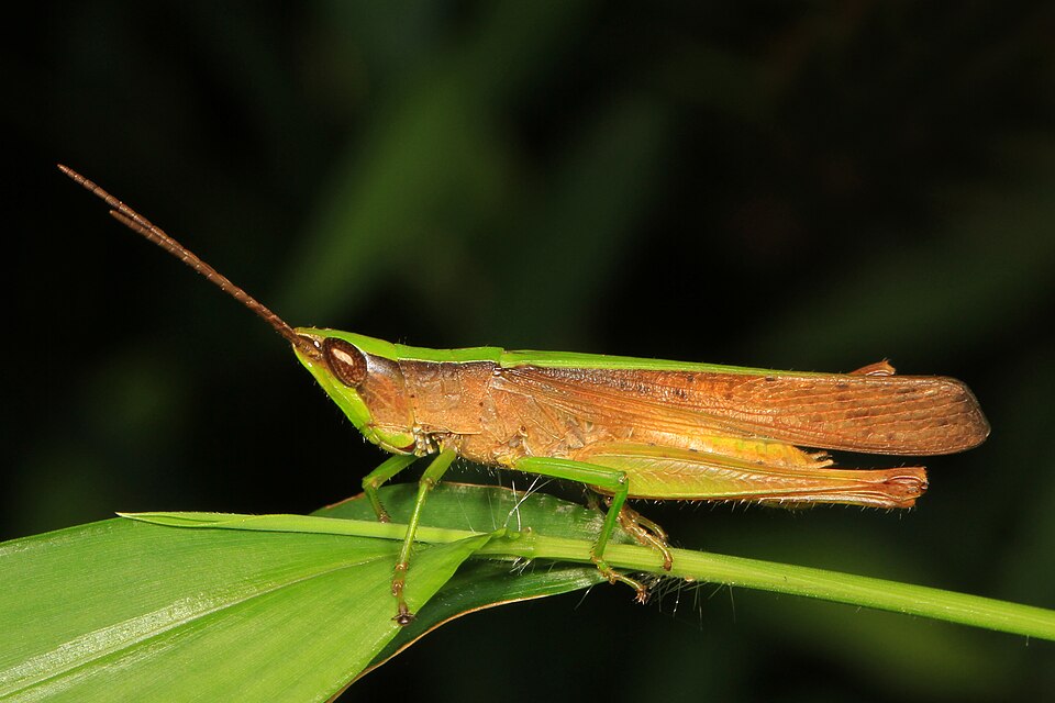 Photo of Clipped-winged grasshopper