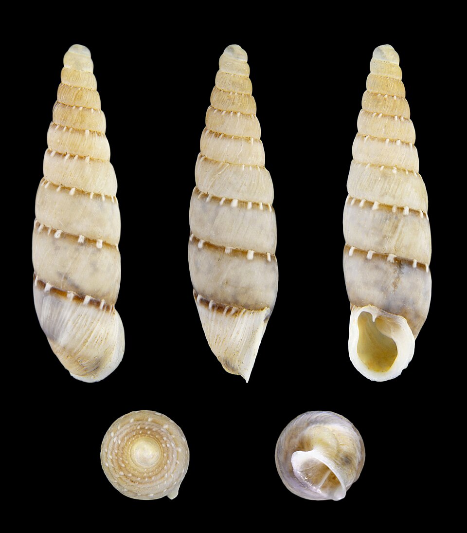 Photo of Cliveden snail