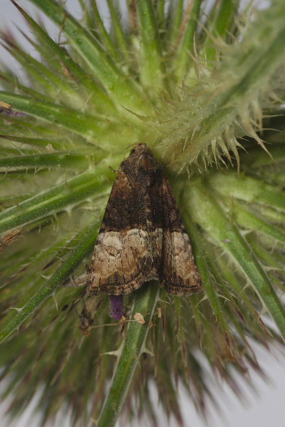 Photo of Cloaked minor