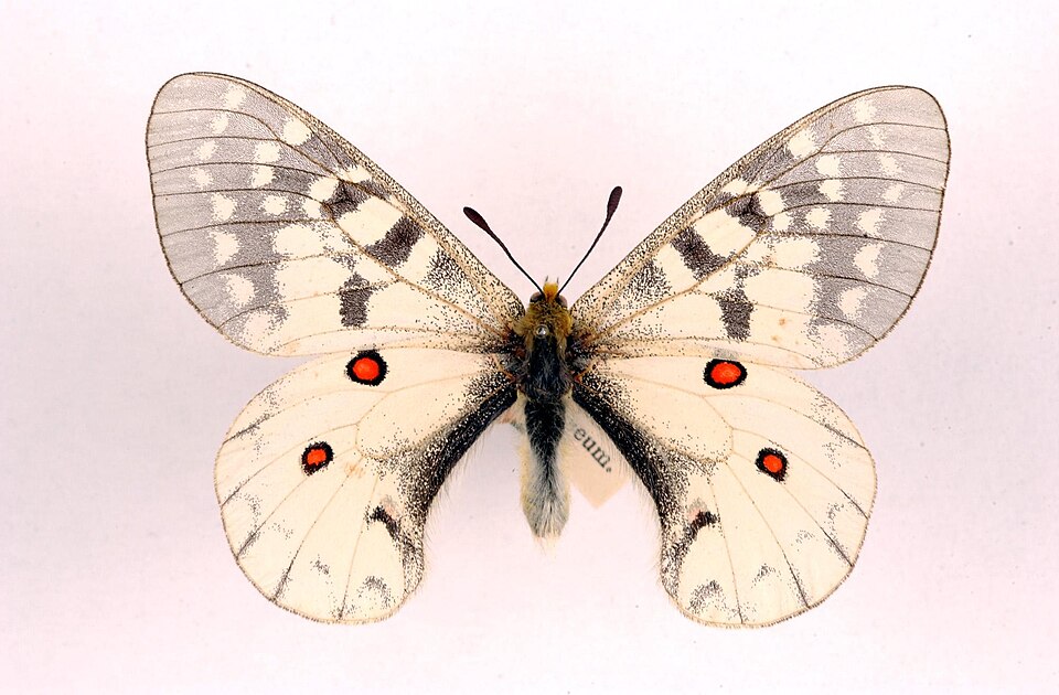 Photo of Clodius parnassian