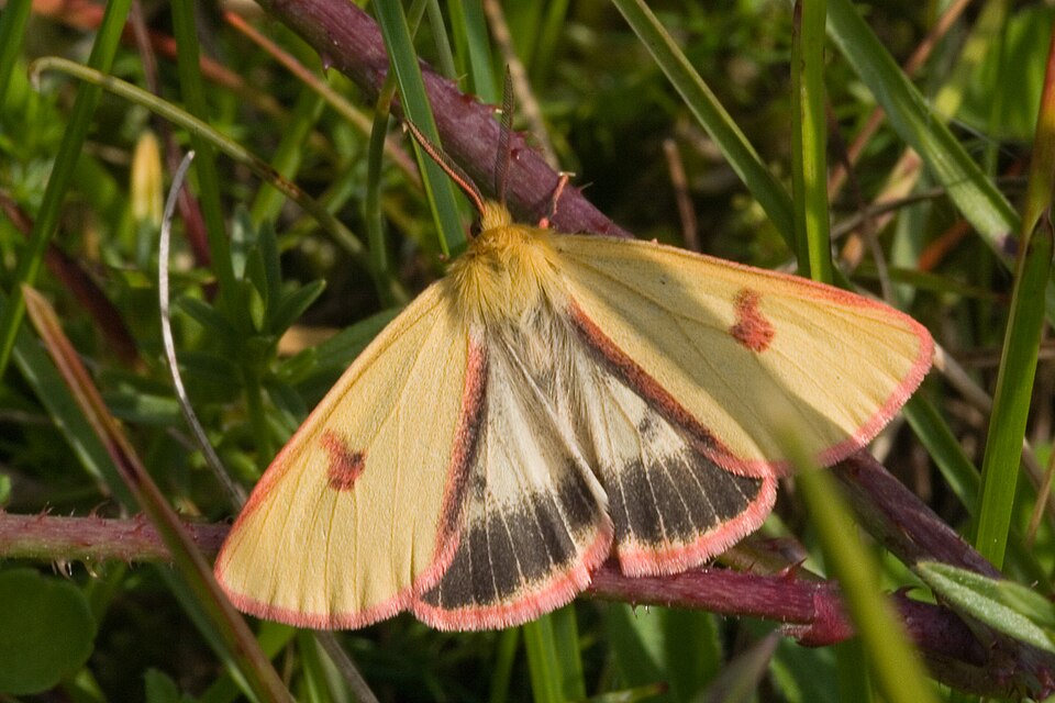 Photo of Clouded buff