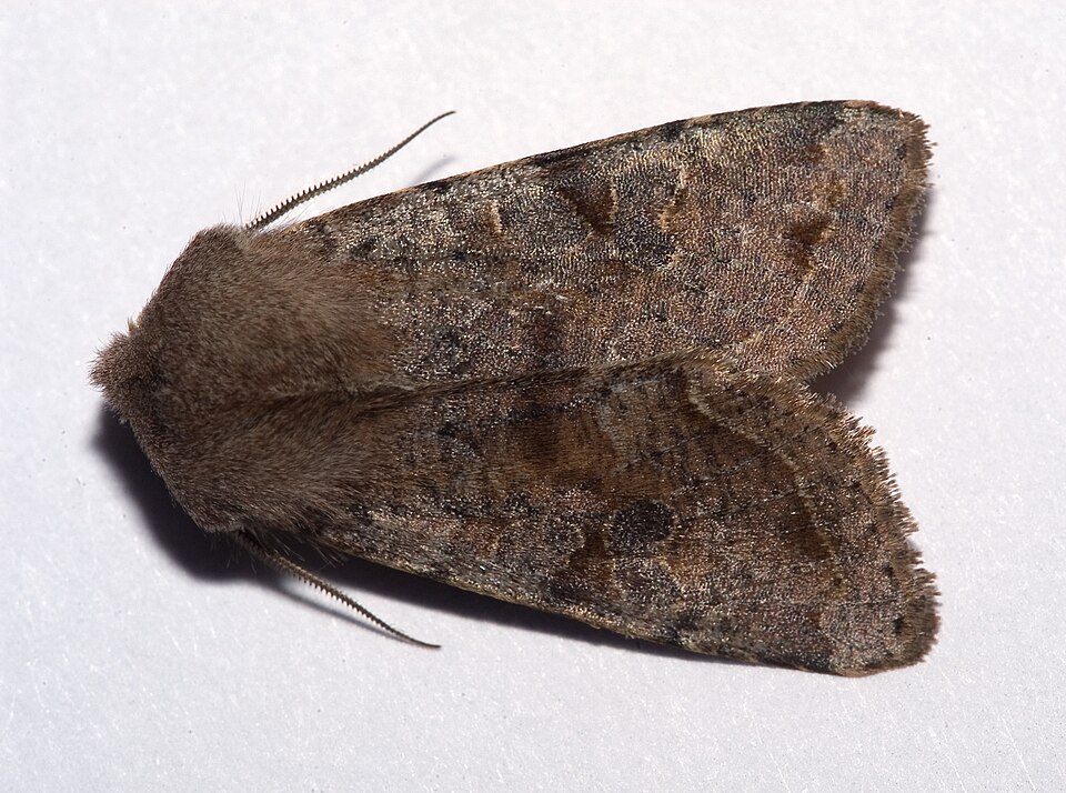 Photo of Clouded drab