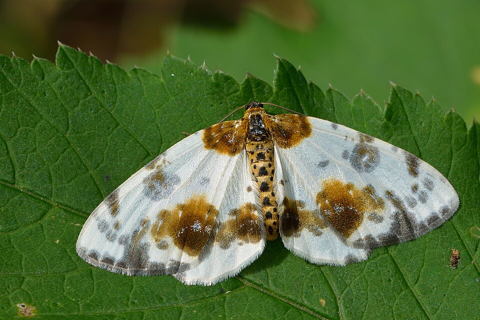 Photo of Clouded magpie