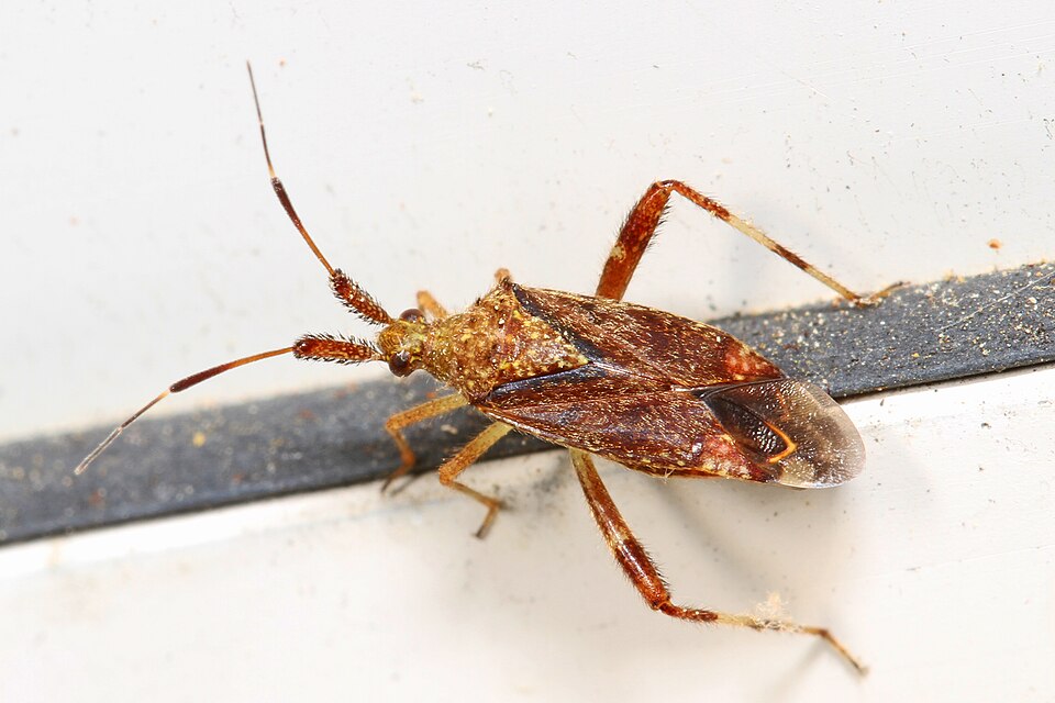 Photo of Clouded plant bug
