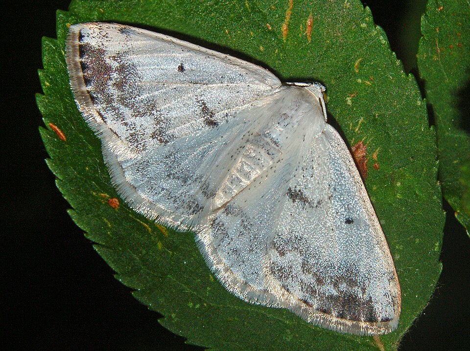 Photo of Clouded silver