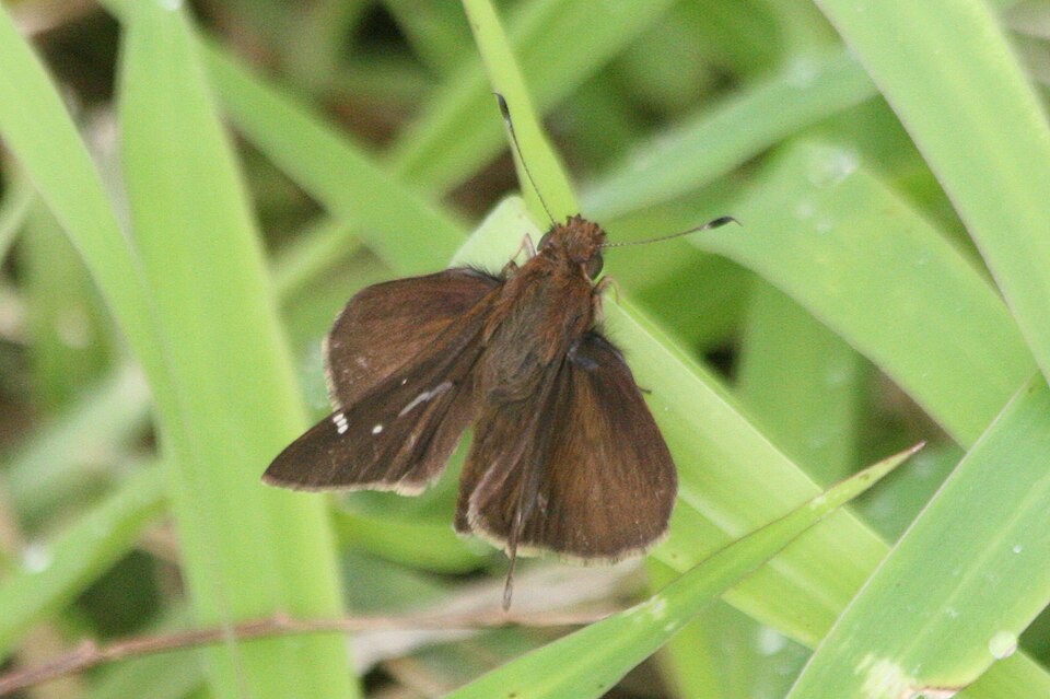 Photo of Clouded skipper