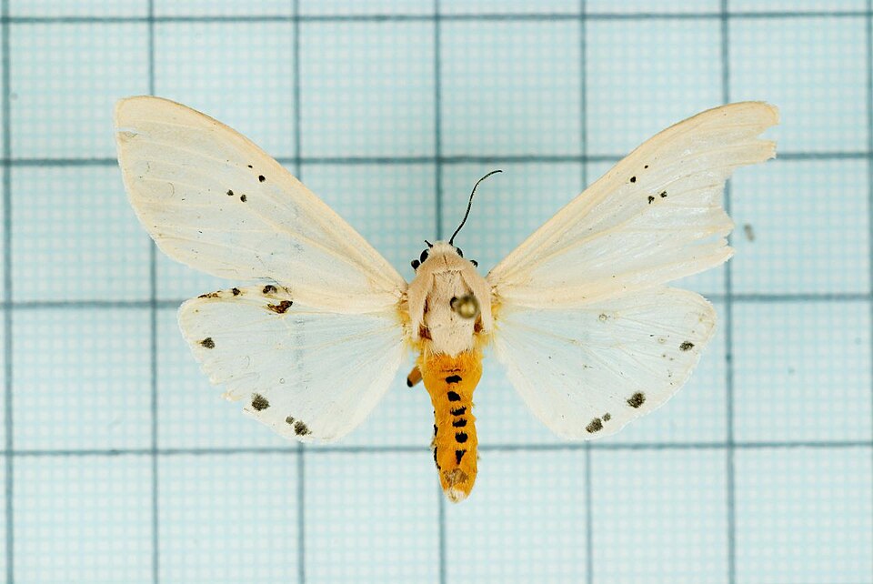 Photo of Clouded tiger moth