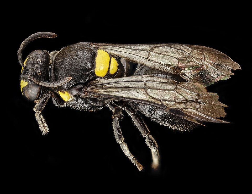 Photo of Cloudy masked bee