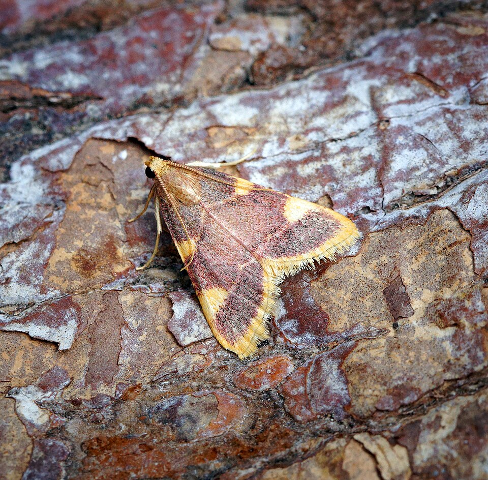 Photo of Clover hayworm moth