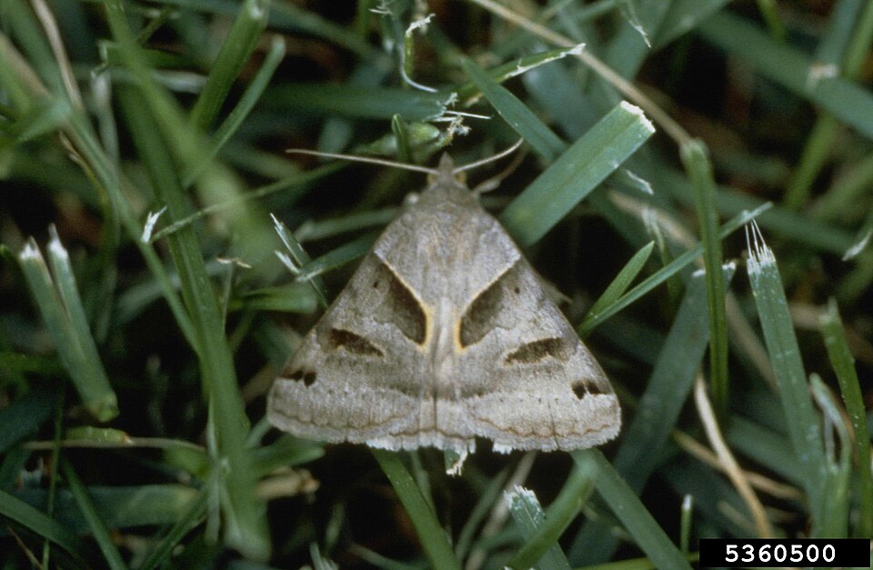 Photo of Clover looper moth