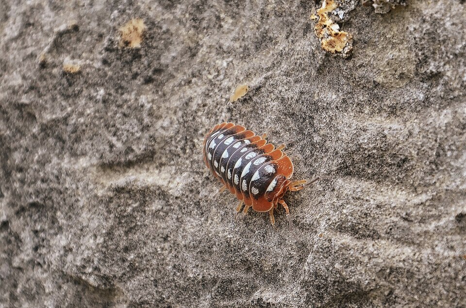 Photo of Clown isopod