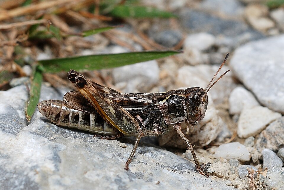 Photo of Club-legged grasshopper