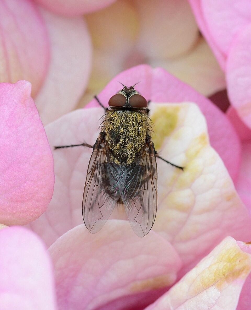 Photo of Cluster fly