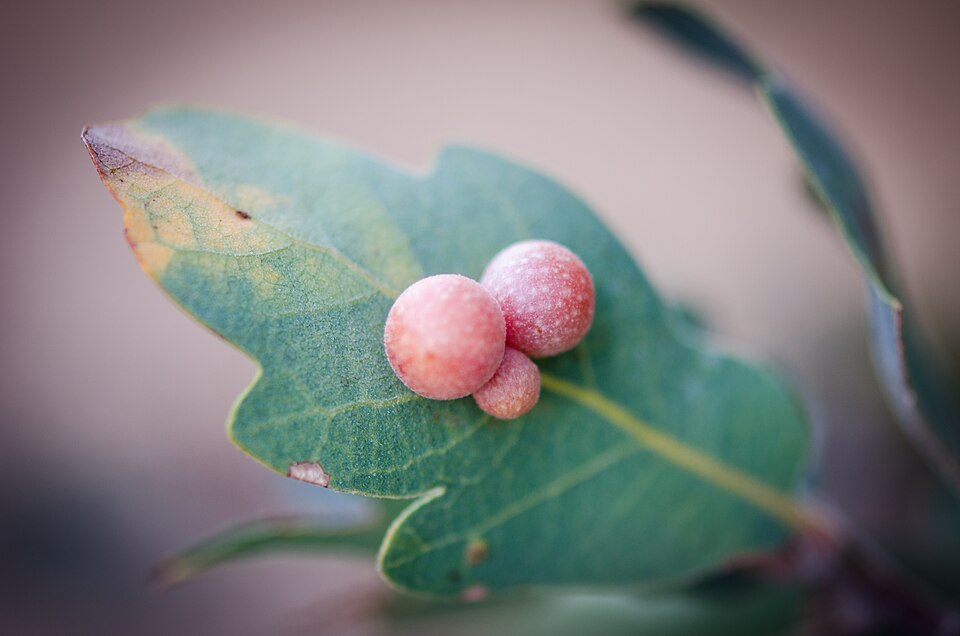 Photo of Clustered gall wasp