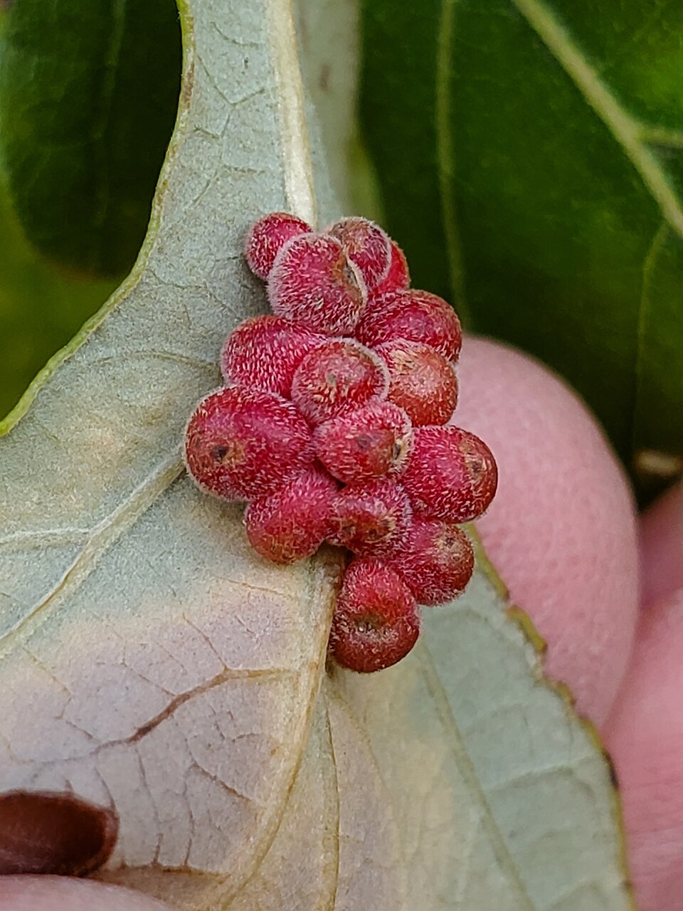 Photo of Clustered midrib gall wasp