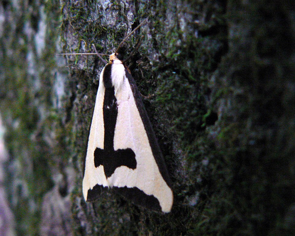 Photo of Clymene moth