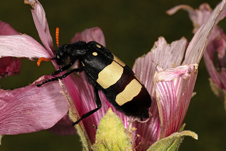 Photo of CMR blisterbeetle