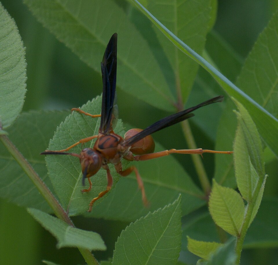 Photo of Coarse-backed red paper wasp