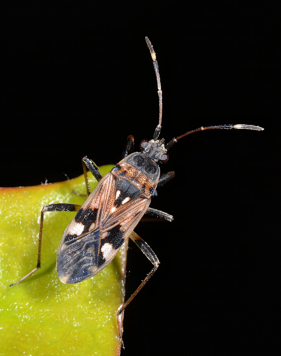 Photo of Coastal groundbug