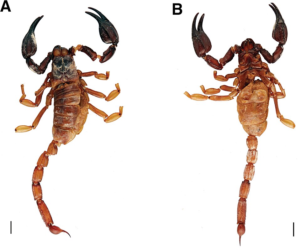 Photo of Coastal robust scorpion