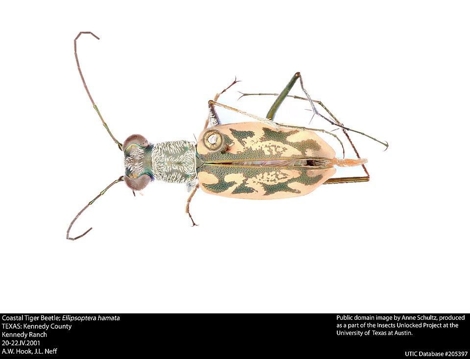 Photo of Coastal tiger beetle