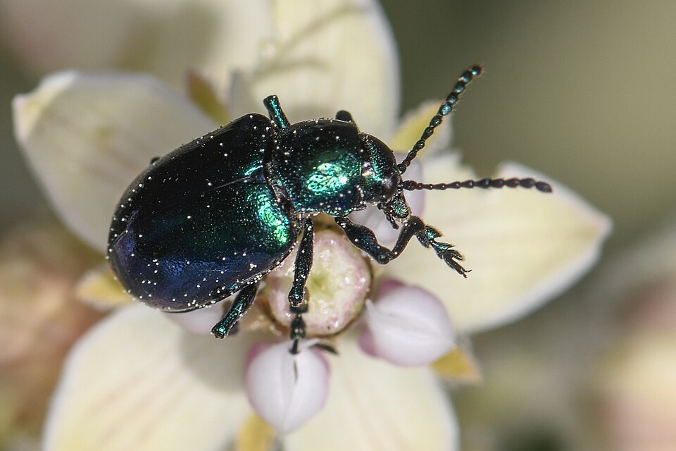 Photo of Cobalt milkweed beetle