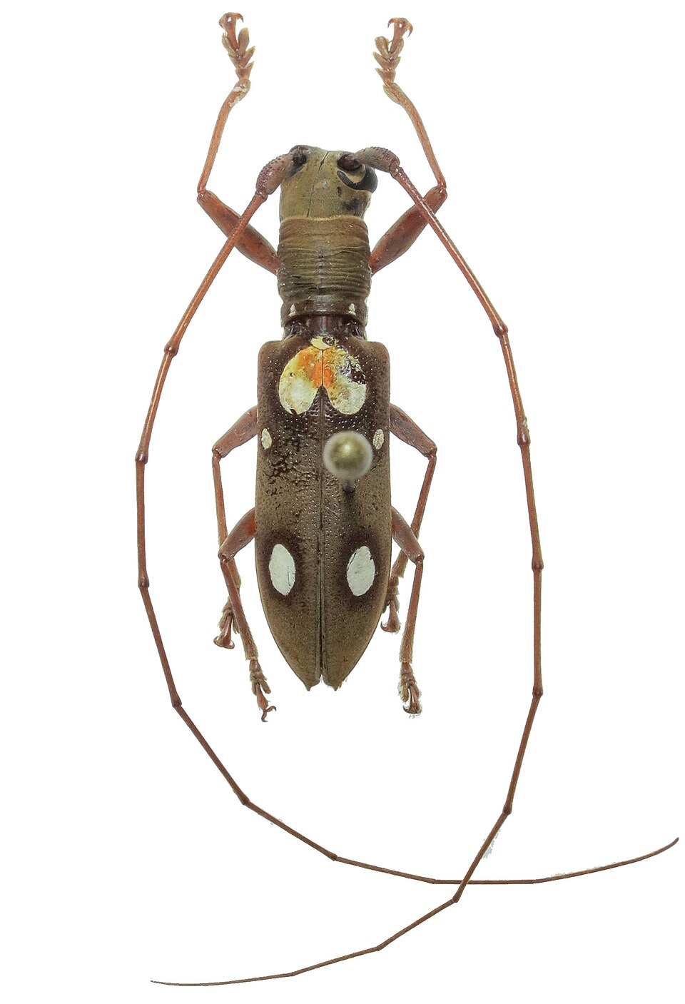 Photo of Cocoa branch borer