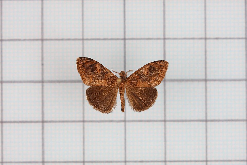 Photo of Cocoa tussock moth