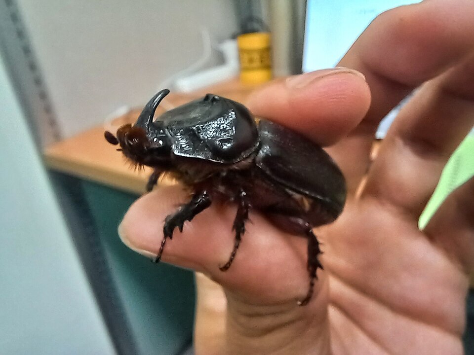 Photo of Coconut rhinoceros beetle