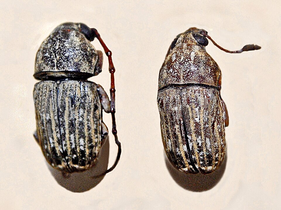 Photo of Coffee bean weevil
