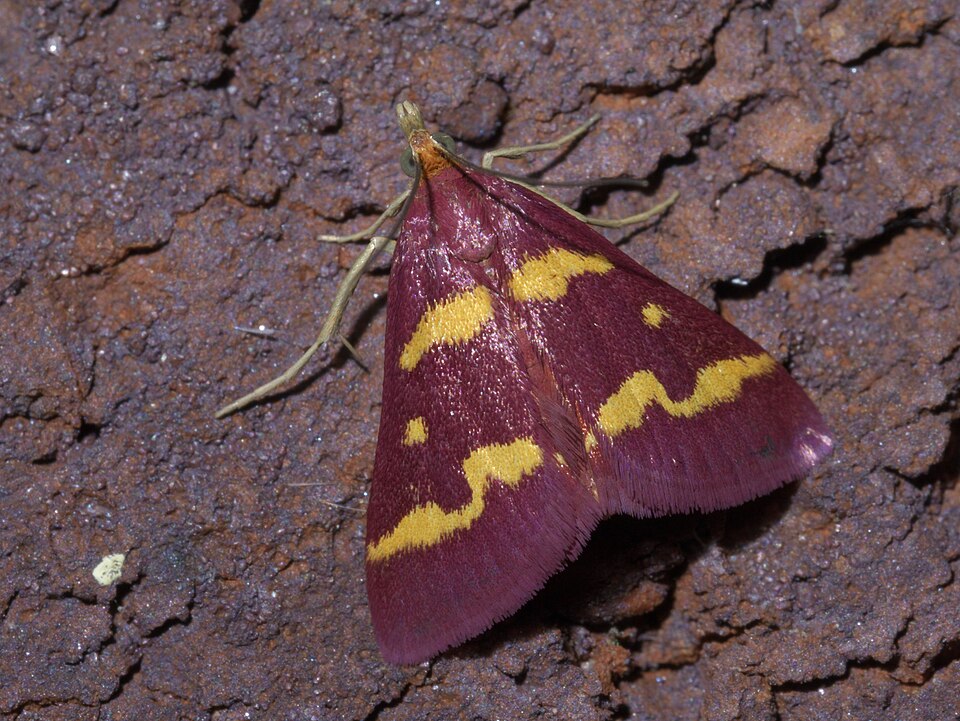 Photo of Coffee-loving pyrausta moth
