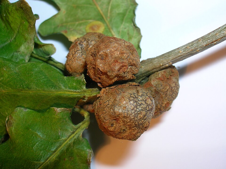 Photo of Cola nut gall wasp
